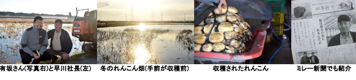 有坂さん(写真右)と早川社長(左)　　冬のれんこん畑(手前が収穫前)　収穫されたれんこん。洗って分けます　ミレー新聞でも紹介