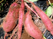 おかげさま農場の 減農薬さつまいも(紅東)700g