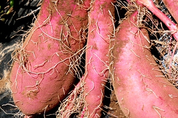 おかげさま農場の 減農薬さつまいも(紅東)700g