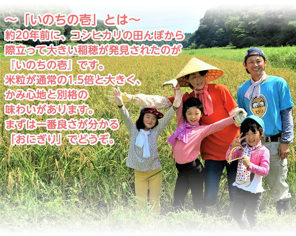若草農園の無農薬アイガモ米　いのちの壱