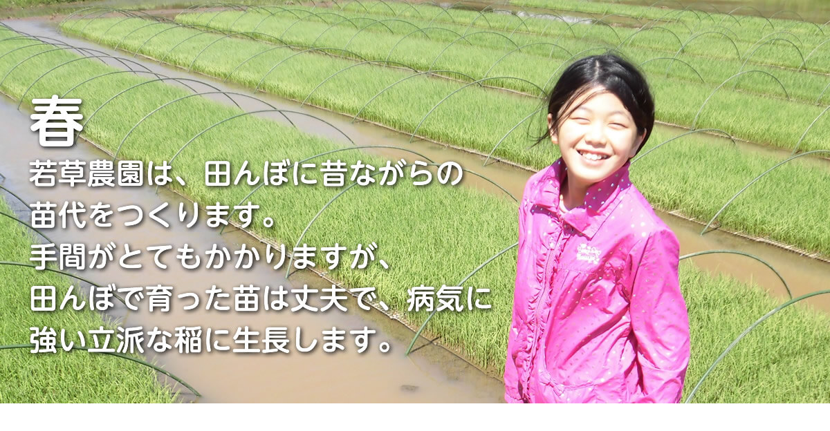 若草農園の無農薬アイガモ米　いのちの壱