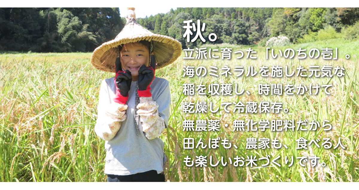 若草農園の無農薬アイガモ米　いのちの壱